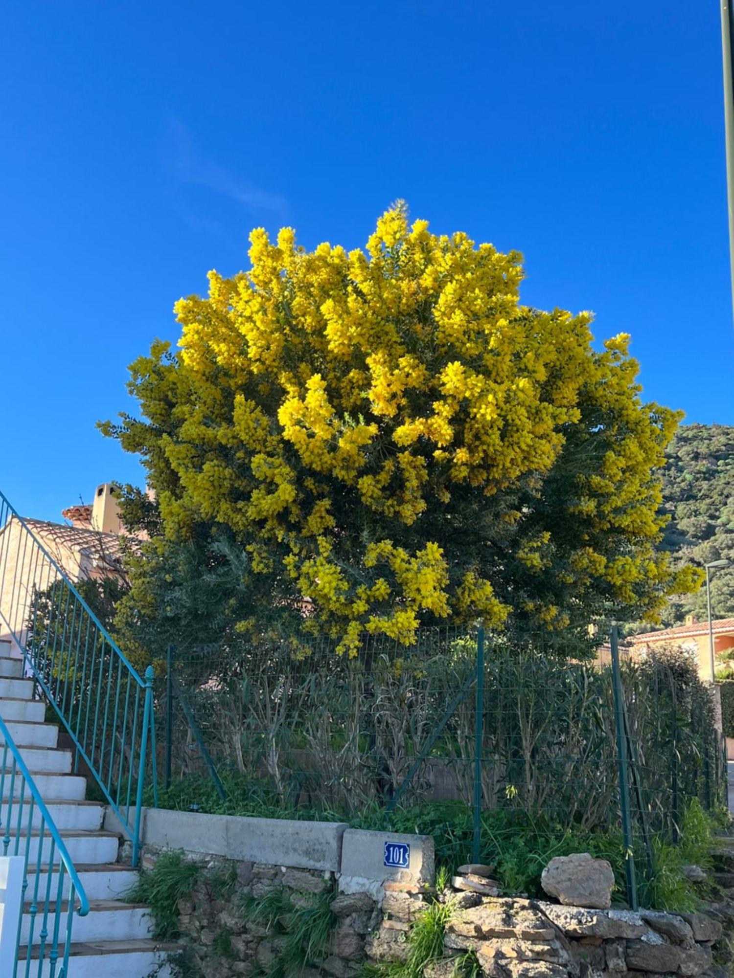 Le Lavandou St Clair מראה חיצוני תמונה